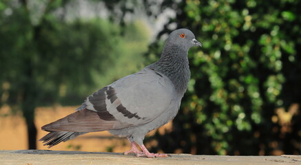 A feral pigeon sitting on a rock facing outward