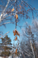 birch leaves on a branch in winter