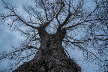 Old tree without it's leaves