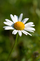 Obraz premium chamomile flower on green background