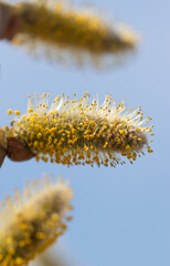 pussy willow flowers with pollen as background
