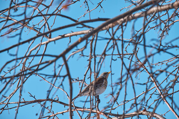 bird in tree branches amid blue sky