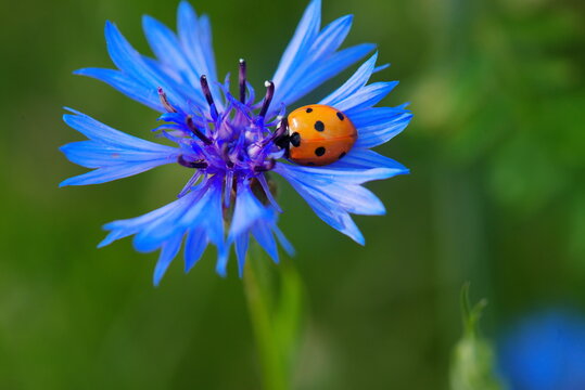 Ladybird On A Cornflower