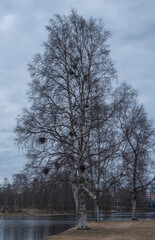 Witch's brooms in birch