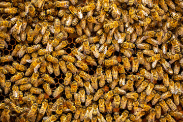 Beautiful honeycomb with bees close-up. A swarm of bees crawls through the combs collecting honey. Beekeeping, wholesome food for health.