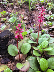 Close Up Image of Pyrola