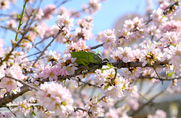 um camaleão está em uma amendoeira em flor. 
