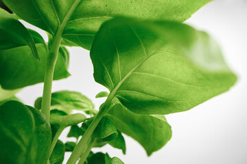 Obraz premium Growing leaves of micro green plant macro