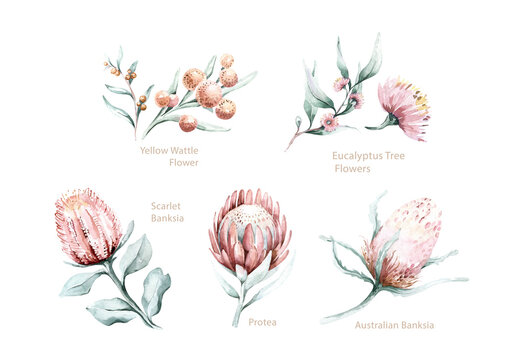 Set of watercolor protea flower and tropical leaves, hand painted illustration of exotic australian and african floral elements isolated on a white background.