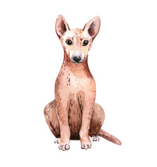 watercolor Dingo. Animals Australia illustration watercolor. wild australian dog