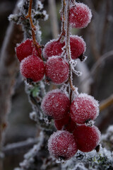 red berries with ice