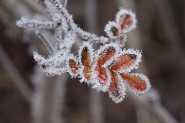 unusual frost on leaves