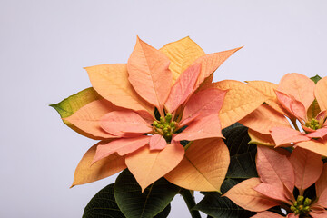 The poinsettia orange flowers. The Flower of the Christmas