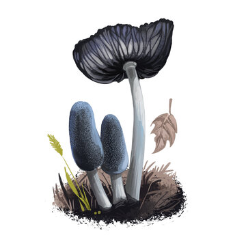 recommend clip art: Coprinopsis lagopus or harefoot mushroom closeup digital art illustration. It grows in groups. Boletus has greyish blue cap. Mushrooming season, plant of gathering plants growing in wood and forest