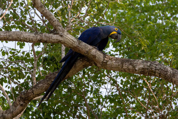 Ein Hyazinthara schaut in der Seitenansicht von einem Ast herunter