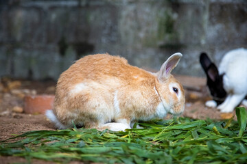 yellow rabbit on the grass against the background of other rabbits