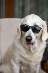 golden retriever relaxing in the armchair with sunglasses