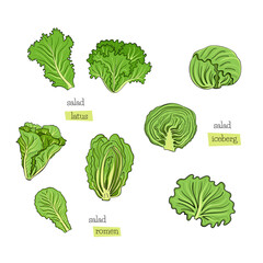 Green salad set leaves draw iceberg on white background. Design element. Vector sketch isolated illustration. Hand drawn cooking food.