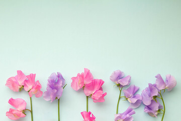 コーラルピンクの背景と黄色いチューリップの花 Wall Mural C11yg コーラルピンクの背景と黄色いチューリップの花 Wall Mural C11yg