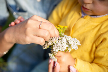 mom and daughter toddler collect a bouquet of flowers yarrow close-up