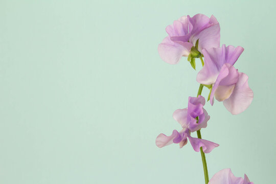 734 Best 多年生植物images Stock Photos Vectors Adobe Stock