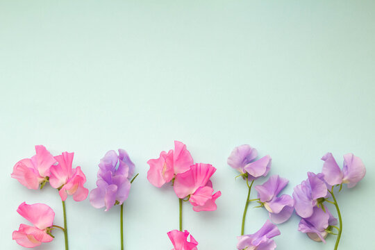 2 084 Best 紫色の花 Images Stock Photos Vectors Adobe Stock 2 084 Best 紫色の花 Images Stock Photos Vectors Adobe Stock