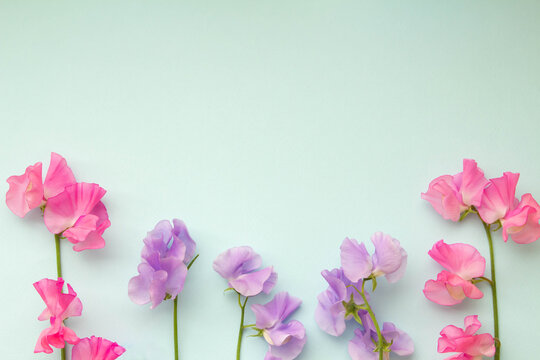 553 Best スイトピー Images Stock Photos Vectors Adobe Stock 553 Best スイトピー Images Stock Photos Vectors Adobe Stock