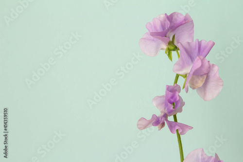 薄いブルーの無地の背景と紫色のスイトピー Background Wall Mural Backgrou C11yg