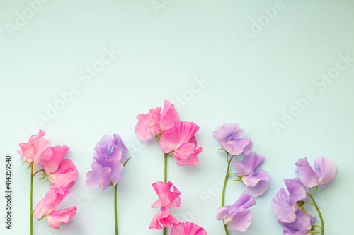 薄いブルーの無地の背景とピンク色と紫色のスイトピー Wall Mural C11yg