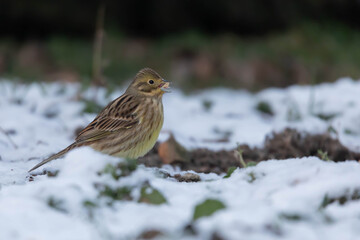 Trznadel zwyczajny Emberiza citrinella