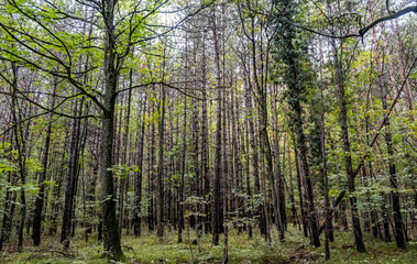 Obraz premium beautiful green misty forest in the morning 