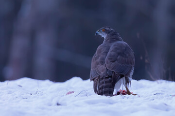 Jastrzab zwyczajny Accipiter gentilis