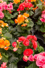 Colorful Begonia Roses