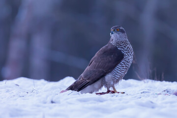 Jastrzab zwyczajny Accipiter gentilis