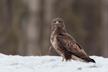 Myszolow zwyczajny Buteo buteo