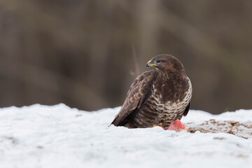 Myszolow zwyczajny Buteo buteo