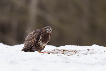 Myszolow zwyczajny Buteo buteo
