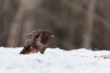 Myszolow zwyczajny Buteo buteo