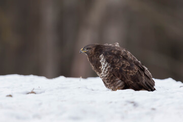 Myszolow zwyczajny Buteo buteo