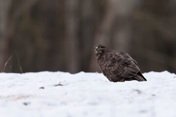 Myszolow zwyczajny Buteo buteo