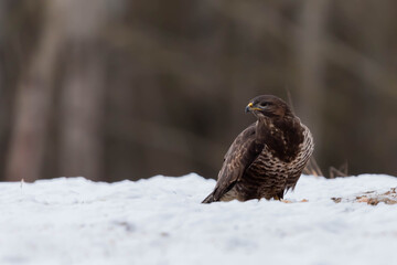 Myszolow zwyczajny Buteo buteo