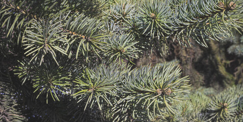 fir tree branches wallpaper
