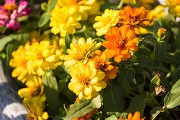 Beautiful zinnia flowers in the sunlight