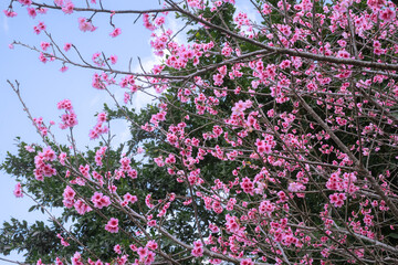 沖縄の春先に咲く緋寒桜
沖縄の公園に植えられた緋色の桜が咲き始め、暖かい春の日に桜を眺めることができます。
