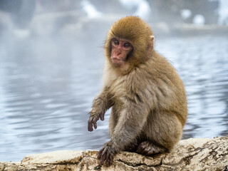 Closeup shot of a Japanese macaque sitting on a rock by the hot spring