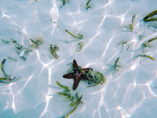 a starfish in the water on Current Island in the month of February, Bahamas