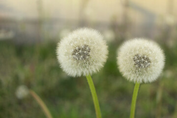 Two dandelions in a spring meadow with space for text (copy space)