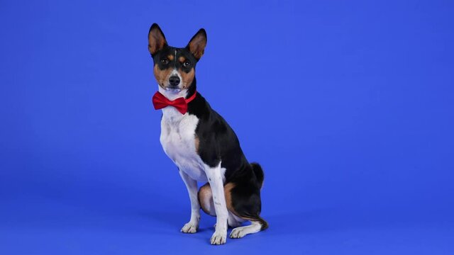 Basenji sits in a red bow tie and looks at the camera. Pet in the studio on a blue background. Slow motion. Close up.