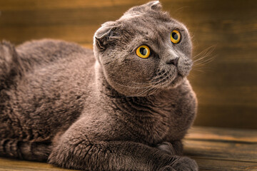 Grey Scottish fold cat on wooden background