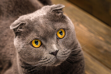 Grey Scottish fold cat on wooden background